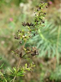 Fotografia da espécie Galium verum subesp. verum