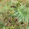 Fotografia 16 da espécie Galium verum subesp. verum do Jardim Botânico UTAD