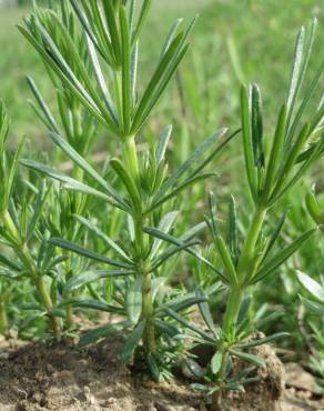 Fotografia 17 da espécie Galium verum subesp. verum no Jardim Botânico UTAD