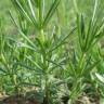 Fotografia 17 da espécie Galium verum subesp. verum do Jardim Botânico UTAD