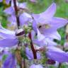 Fotografia 1 da espécie Campanula trachelium do Jardim Botânico UTAD