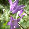 Fotografia 5 da espécie Campanula trachelium do Jardim Botânico UTAD