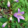 Fotografia 6 da espécie Campanula trachelium do Jardim Botânico UTAD