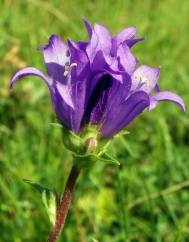 Campanula glomerata