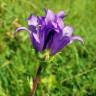 Fotografia 1 da espécie Campanula glomerata do Jardim Botânico UTAD