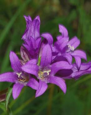 Fotografia 3 da espécie Campanula glomerata no Jardim Botânico UTAD