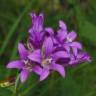 Fotografia 3 da espécie Campanula glomerata do Jardim Botânico UTAD