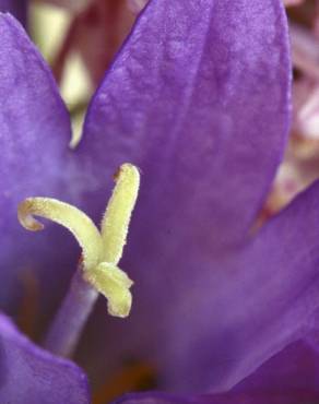 Fotografia 4 da espécie Campanula glomerata no Jardim Botânico UTAD