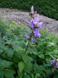 Fotografia da espécie Campanula glomerata