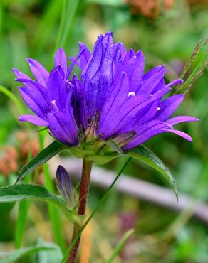 Fotografia 6 da espécie Campanula glomerata no Jardim Botânico UTAD