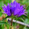 Fotografia 6 da espécie Campanula glomerata do Jardim Botânico UTAD