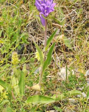 Fotografia 7 da espécie Campanula glomerata no Jardim Botânico UTAD