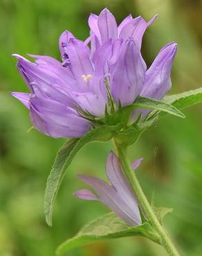 Fotografia 9 da espécie Campanula glomerata no Jardim Botânico UTAD