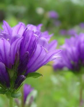 Fotografia 10 da espécie Campanula glomerata no Jardim Botânico UTAD