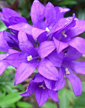 Fotografia 12 da espécie Campanula glomerata no Jardim Botânico UTAD