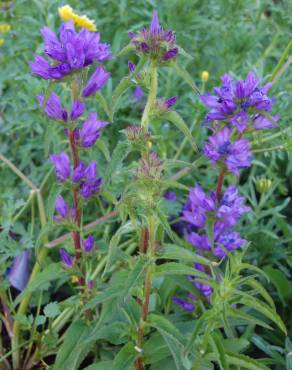 Fotografia 13 da espécie Campanula glomerata no Jardim Botânico UTAD