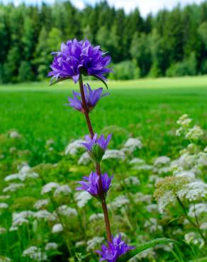 Fotografia 14 da espécie Campanula glomerata no Jardim Botânico UTAD