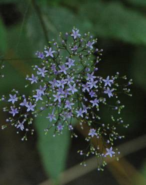 Fotografia 9 da espécie Trachelium caeruleum subesp. caeruleum no Jardim Botânico UTAD