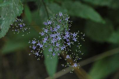 Fotografia da espécie Trachelium caeruleum subesp. caeruleum