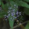 Fotografia 9 da espécie Trachelium caeruleum subesp. caeruleum do Jardim Botânico UTAD