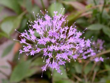 Fotografia da espécie Trachelium caeruleum subesp. caeruleum