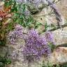 Fotografia 11 da espécie Trachelium caeruleum subesp. caeruleum do Jardim Botânico UTAD