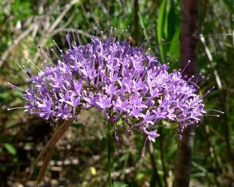 Fotografia da espécie Trachelium caeruleum subesp. caeruleum