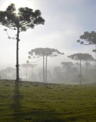 Araucaria angustifolia