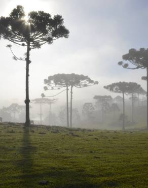 Fotografia 1 da espécie Araucaria angustifolia no Jardim Botânico UTAD