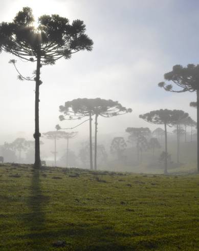 Fotografia de capa Araucaria angustifolia - do Jardim Botânico