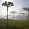 Fotografia 1 da espécie Araucaria angustifolia do Jardim Botânico UTAD