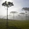 Fotografia 1 da espécie Araucaria angustifolia do Jardim Botânico UTAD