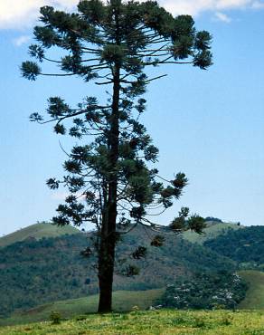 Fotografia 3 da espécie Araucaria angustifolia no Jardim Botânico UTAD