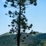 Fotografia 3 da espécie Araucaria angustifolia do Jardim Botânico UTAD