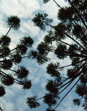 Fotografia 5 da espécie Araucaria angustifolia no Jardim Botânico UTAD