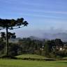 Fotografia 6 da espécie Araucaria angustifolia do Jardim Botânico UTAD