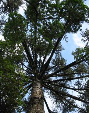 Fotografia 9 da espécie Araucaria angustifolia no Jardim Botânico UTAD