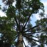 Fotografia 9 da espécie Araucaria angustifolia do Jardim Botânico UTAD