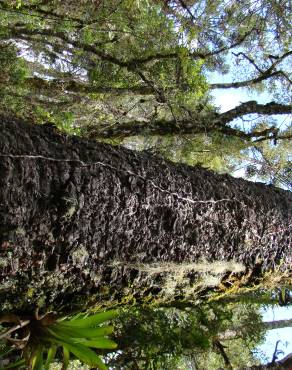 Fotografia 10 da espécie Araucaria angustifolia no Jardim Botânico UTAD