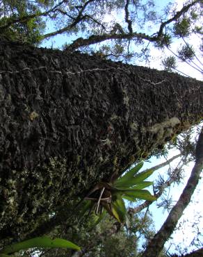 Fotografia 12 da espécie Araucaria angustifolia no Jardim Botânico UTAD