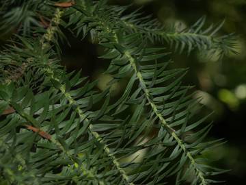 Fotografia da espécie Araucaria angustifolia