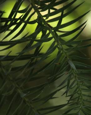 Fotografia 17 da espécie Araucaria angustifolia no Jardim Botânico UTAD