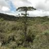 Fotografia 19 da espécie Araucaria angustifolia do Jardim Botânico UTAD