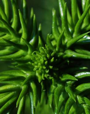 Fotografia 3 da espécie Araucaria heterophylla no Jardim Botânico UTAD