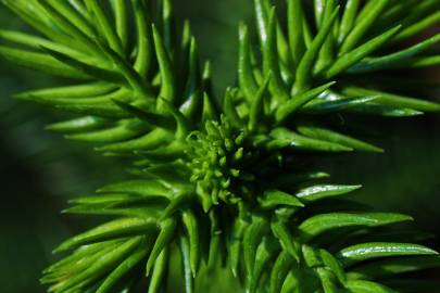 Fotografia da espécie Araucaria heterophylla