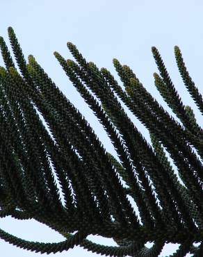 Fotografia 4 da espécie Araucaria heterophylla no Jardim Botânico UTAD