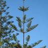 Fotografia 6 da espécie Araucaria heterophylla do Jardim Botânico UTAD