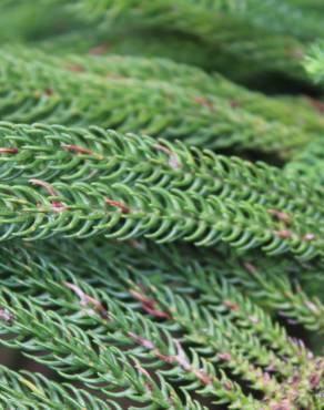 Fotografia 7 da espécie Araucaria heterophylla no Jardim Botânico UTAD