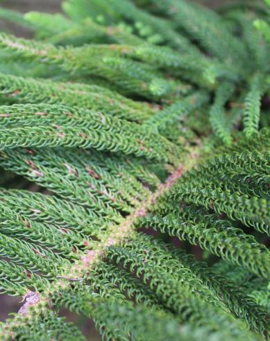 Fotografia de capa Araucaria heterophylla - do Jardim Botânico