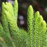 Fotografia 9 da espécie Araucaria heterophylla do Jardim Botânico UTAD